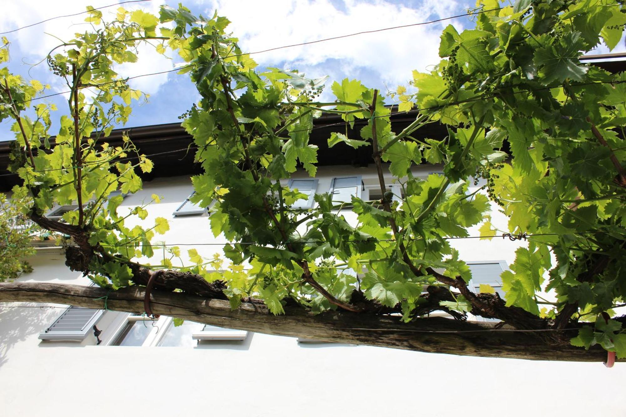 Villa Weingut Pardellerhof Marling Exterior foto